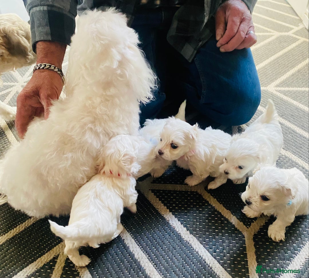 Maltese dogs for sale: Just a boy and a girl left  - Advert 6