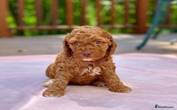 Cockapoo dogs for sale: Beautiful Red F1 Cockapoo Puppies - Image 3
