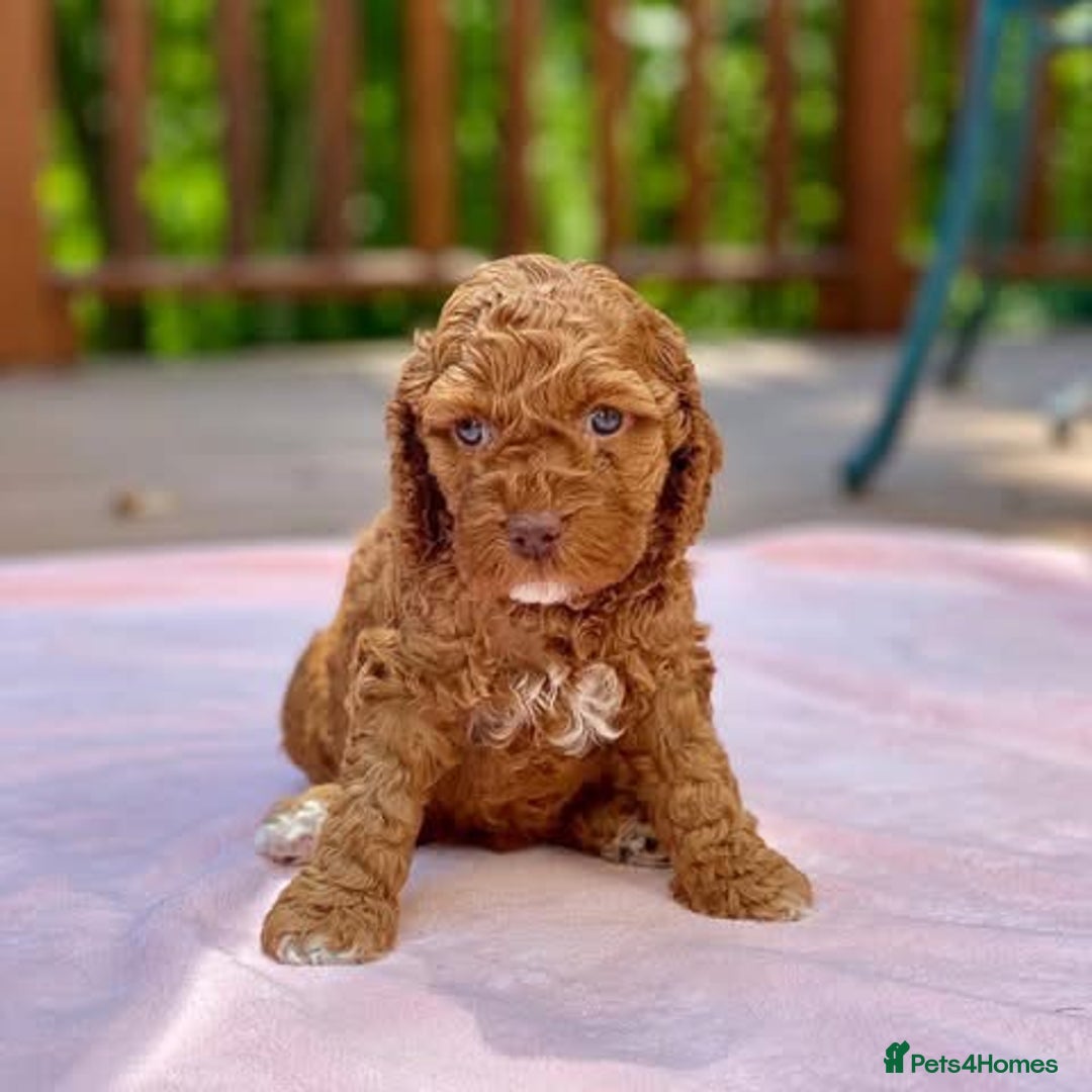 Cockapoo dogs for sale: Beautiful Red F1 Cockapoo Puppies - Image 3