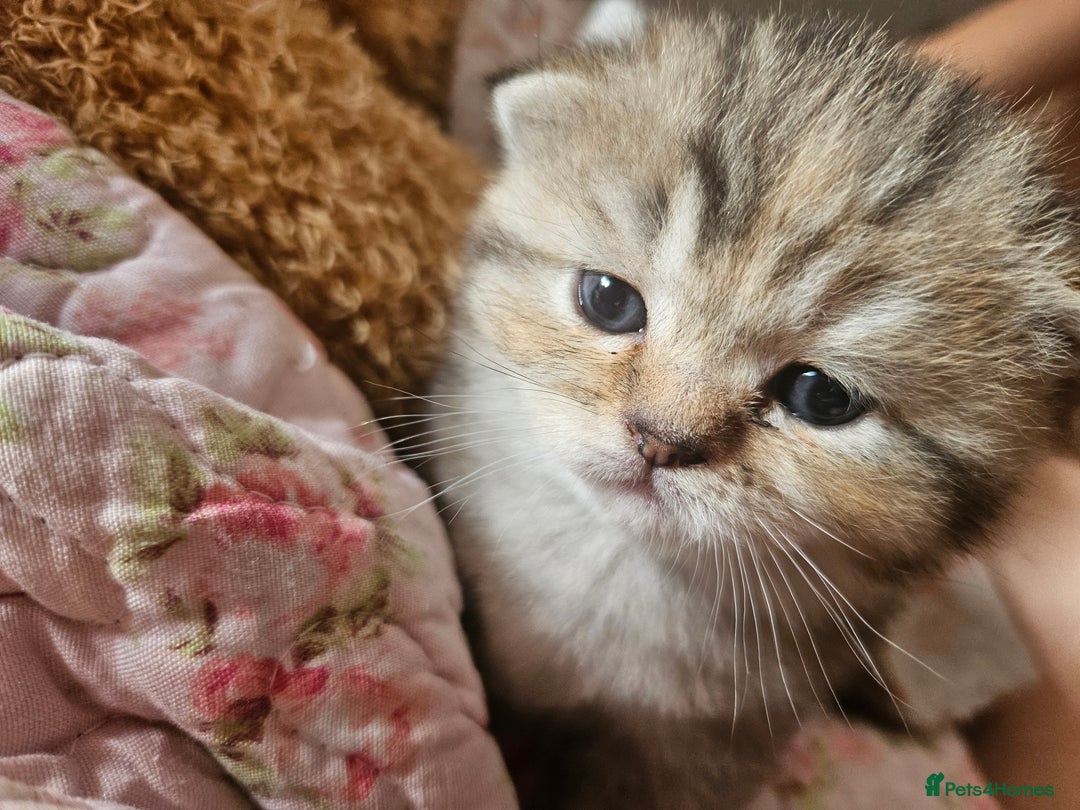 British Shorthair cats for sale: Beautiful British Shorthair - Image 5