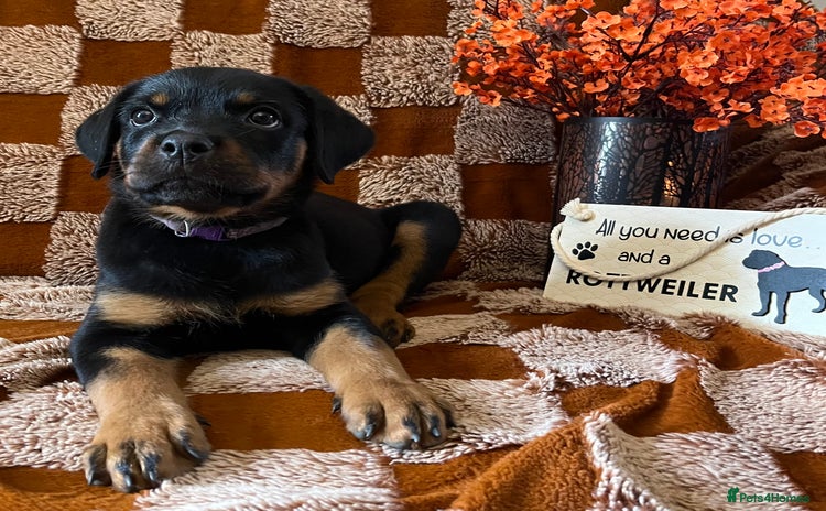 Rottweiler dogs - Advert 3