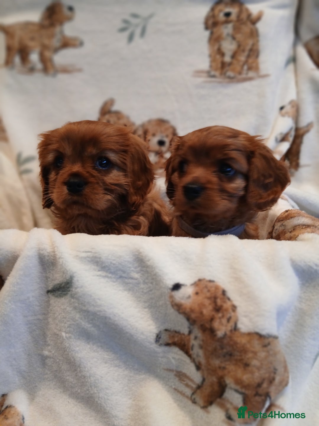 Cavalier King Charles Spaniel dogs for sale: Cavalier King Charles Spanial - Advert 1