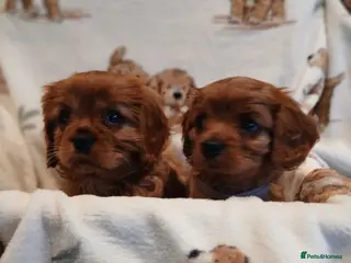 Cavalier King Charles Spaniel dogs Cavalier King Charles Spanial - Advert 6