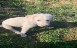 Lurcher dogs for sale: White Lurchers  - Image 6