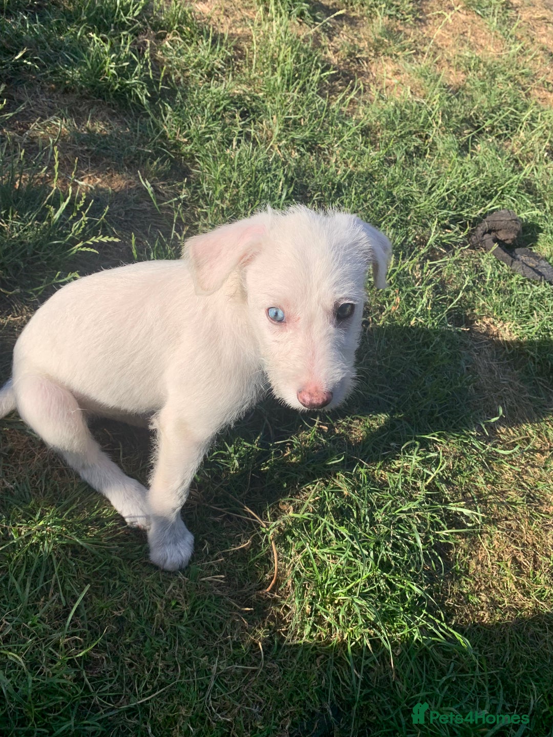 Lurcher dogs for sale: White Lurchers  - Image 6