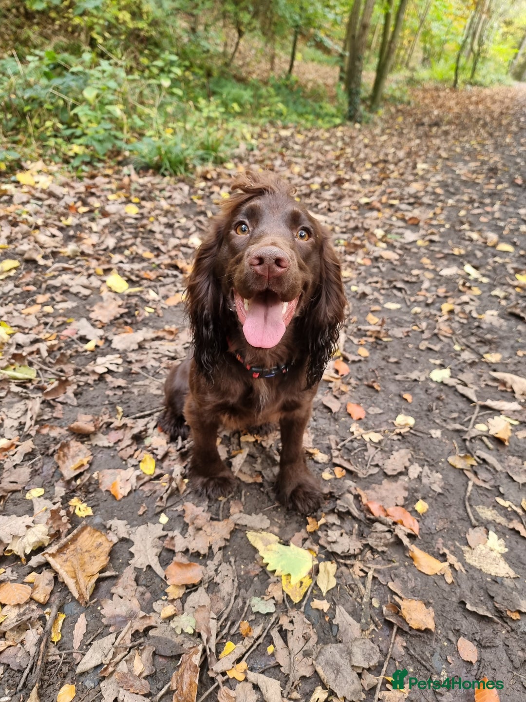 Cocker Spaniel dogs for sale: Kc registered female chocolate cocker spaniel - Advert 4