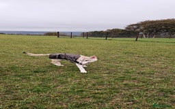 Saarloos Wolfdog dogs for sale: Wolfdog puppies. 1 boy, 2 girls available.   in Wigan - Image 34