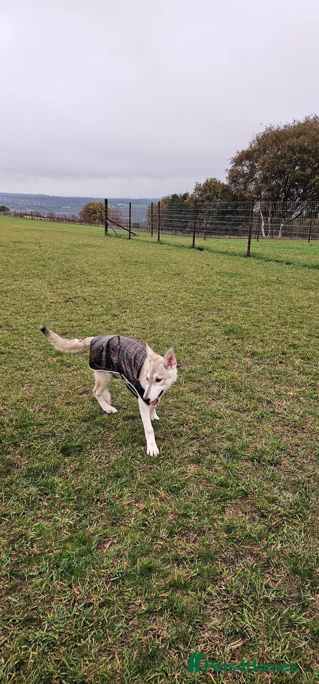 Saarloos Wolfdog dogs for sale: Wolfdog puppies. 1 boy, 2 girls available.   in Wigan - Image 34