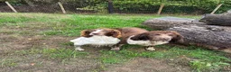 English Springer Spaniel dogs for sale: Kc springer spaniel puppies  - Advert 1