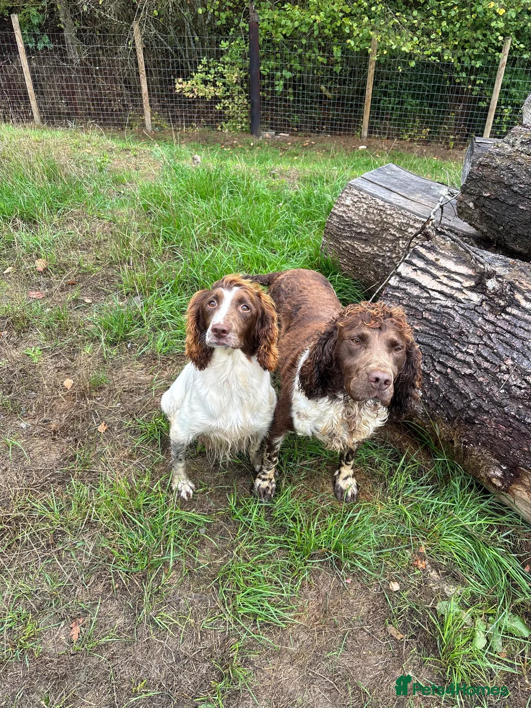 English Springer Spaniel dogs for sale: Kc springer spaniel puppies  - Advert 1