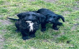 Jackapoo dogs for sale: Jackapoo Puppies  - Advert 1