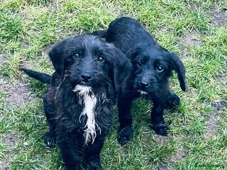 Jackapoo dogs Jackapoo Puppies - Advert 1