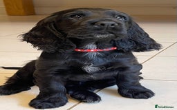 Sprocker dogs for sale: Beautiful Sprocker puppies HEALTH TESTED PARENTS - Image 2