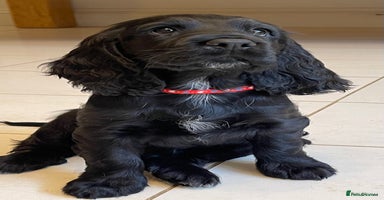 Sprocker dogs - Advert 9