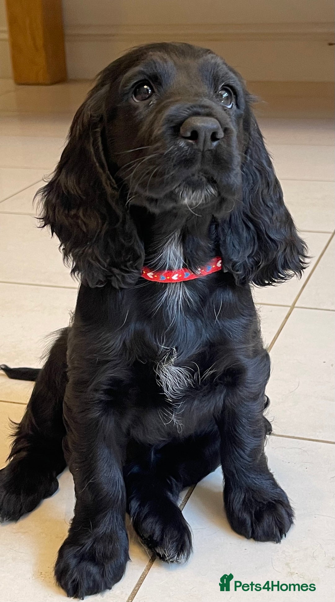Sprocker dogs for sale: Beautiful Sprocker puppies HEALTH TESTED PARENTS - Image 2