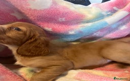 Cocker Spaniel dogs for sale: Working Cocker spaniel puppies - Image 12