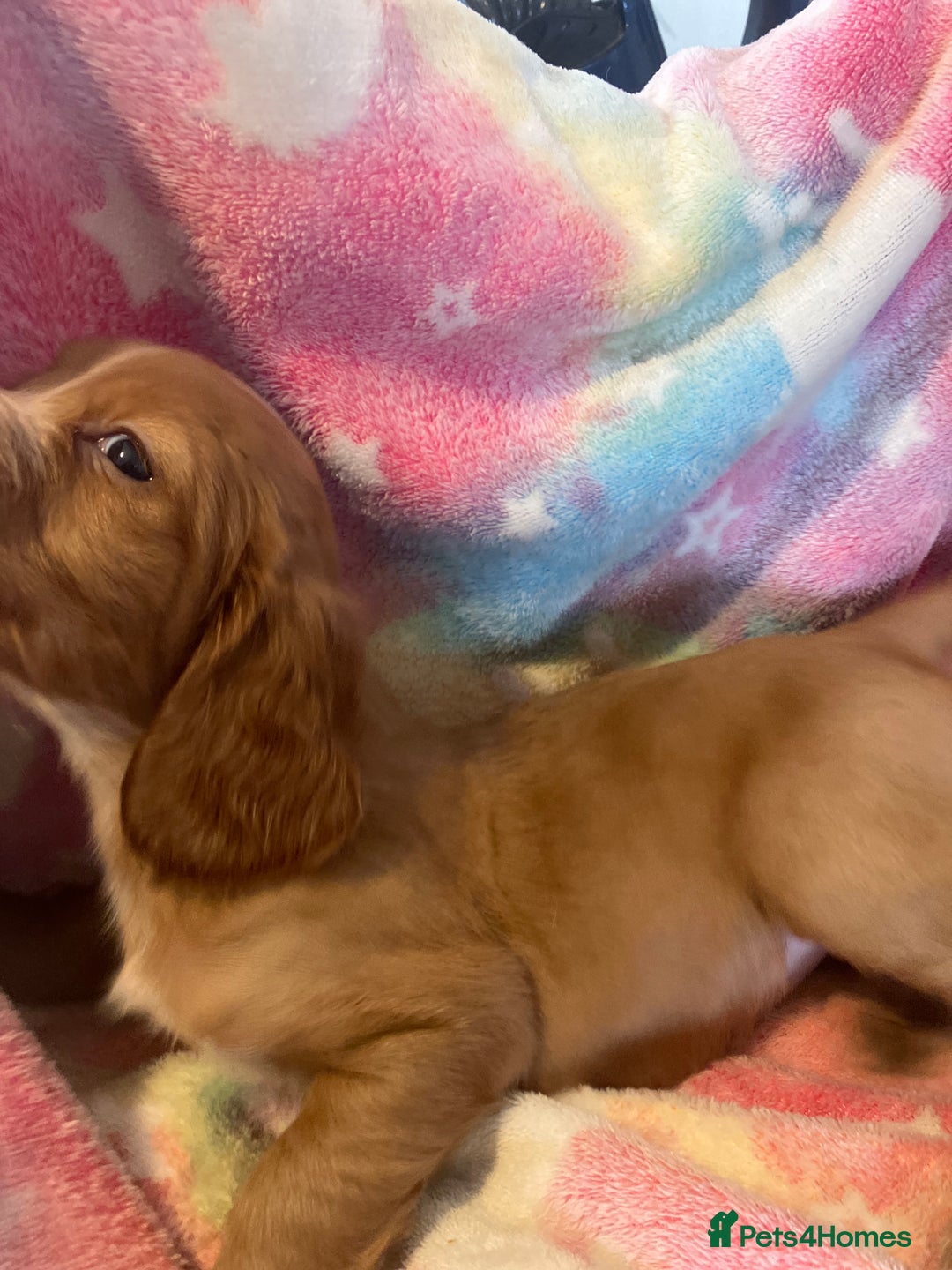 Cocker Spaniel dogs for sale: Working Cocker spaniel puppies - Image 12