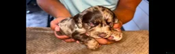 Cocker Spaniel dogs for sale: Cockerspaniel pups  - Advert 8