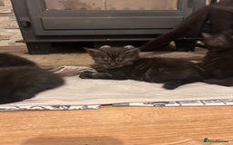 Maine Coon cats for sale: Maine coon x BSH babies - Image 7