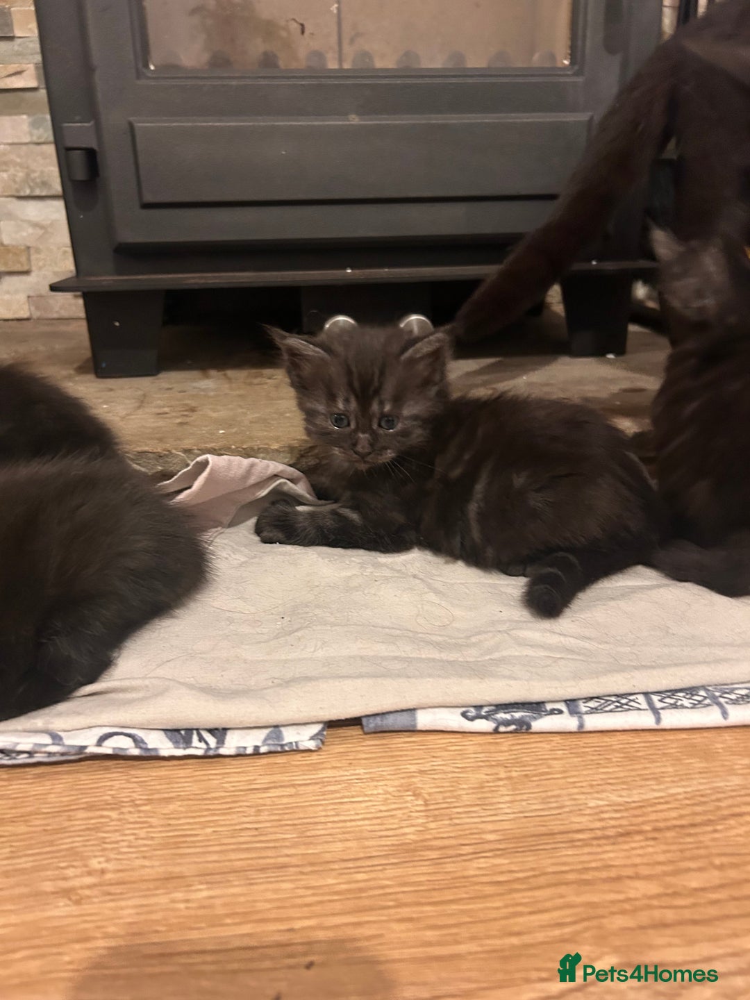 Maine Coon cats for sale: Maine coon x BSH babies - Image 7