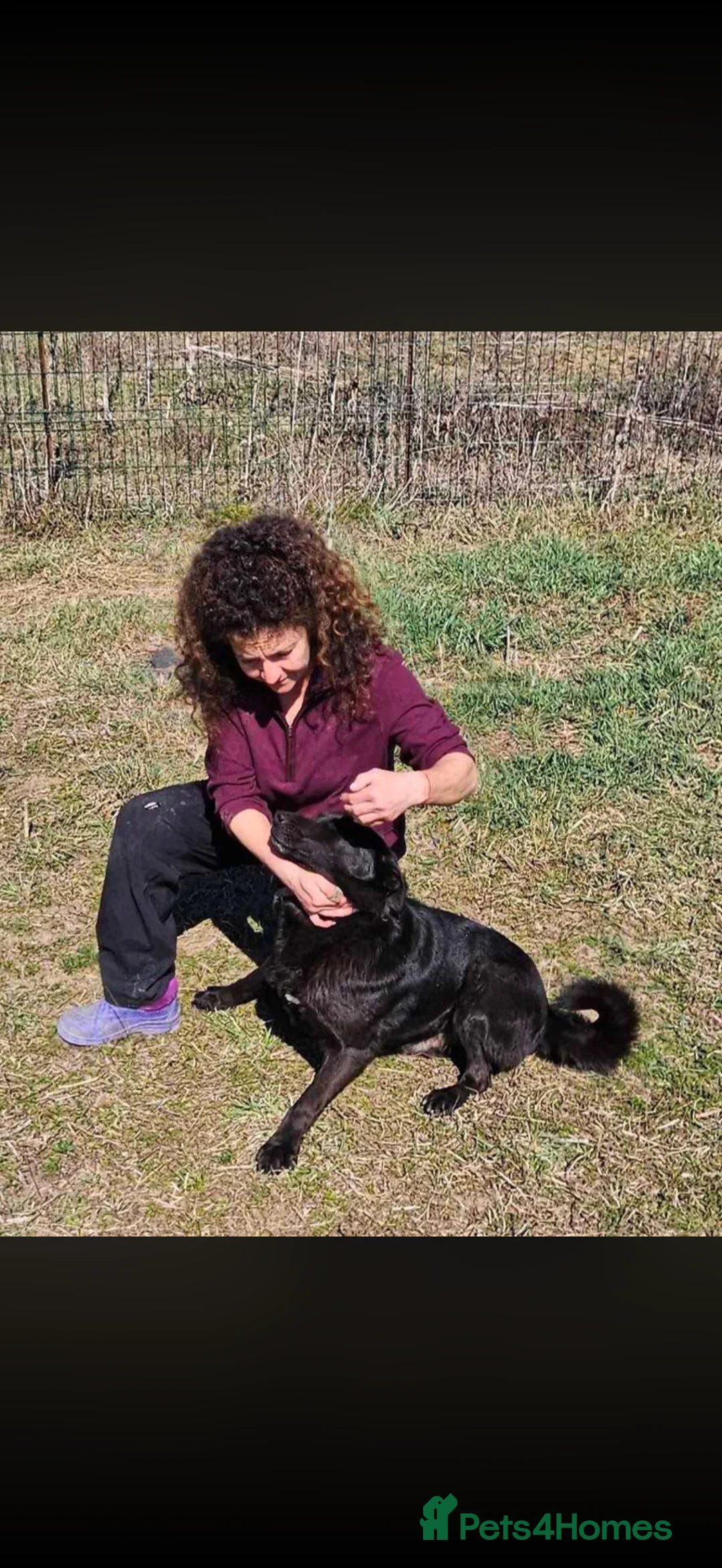 Mixed Breed dogs for adoption: STEVIE - WILL HE BE YOUR LUCKY CHARM in Worcester - Advert 2