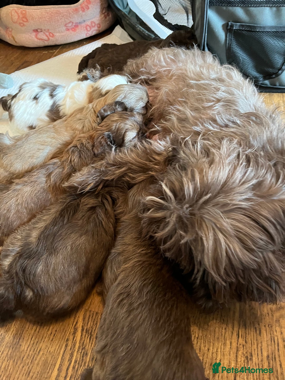 Shih Tzu dogs for sale: Adorable Shih Tzu puppies  - Image 5