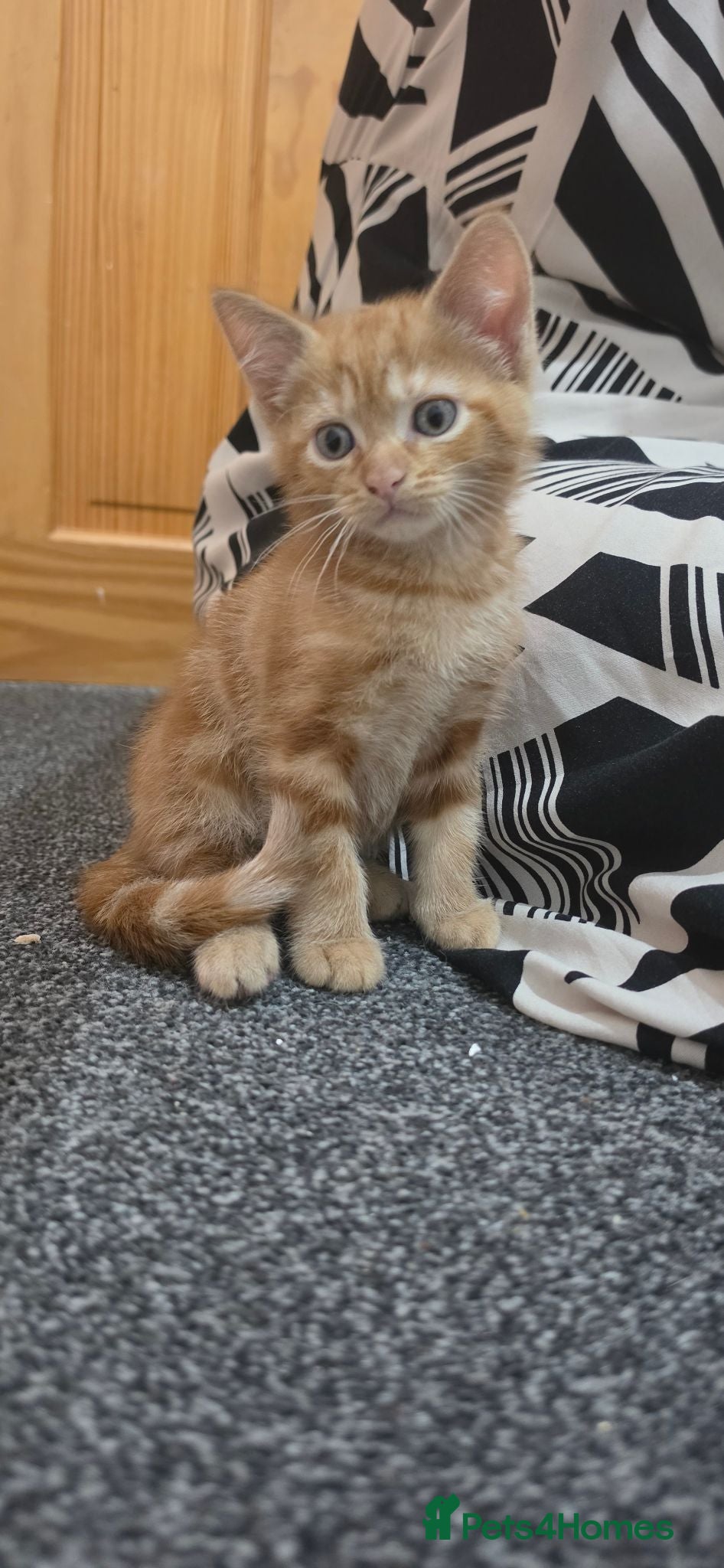 Mixed Breed cats 1 ginger male kitten - Advert 13