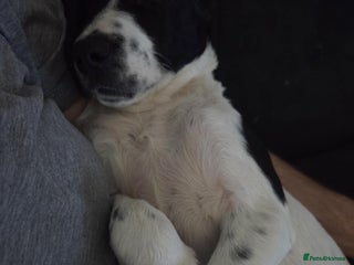 Mixed Breed dogs Puppy Needing a Loving Home - Advert 1