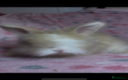 Angora rabbits for sale: Gorgeous fluffy little angora baby bunnies - Image 8