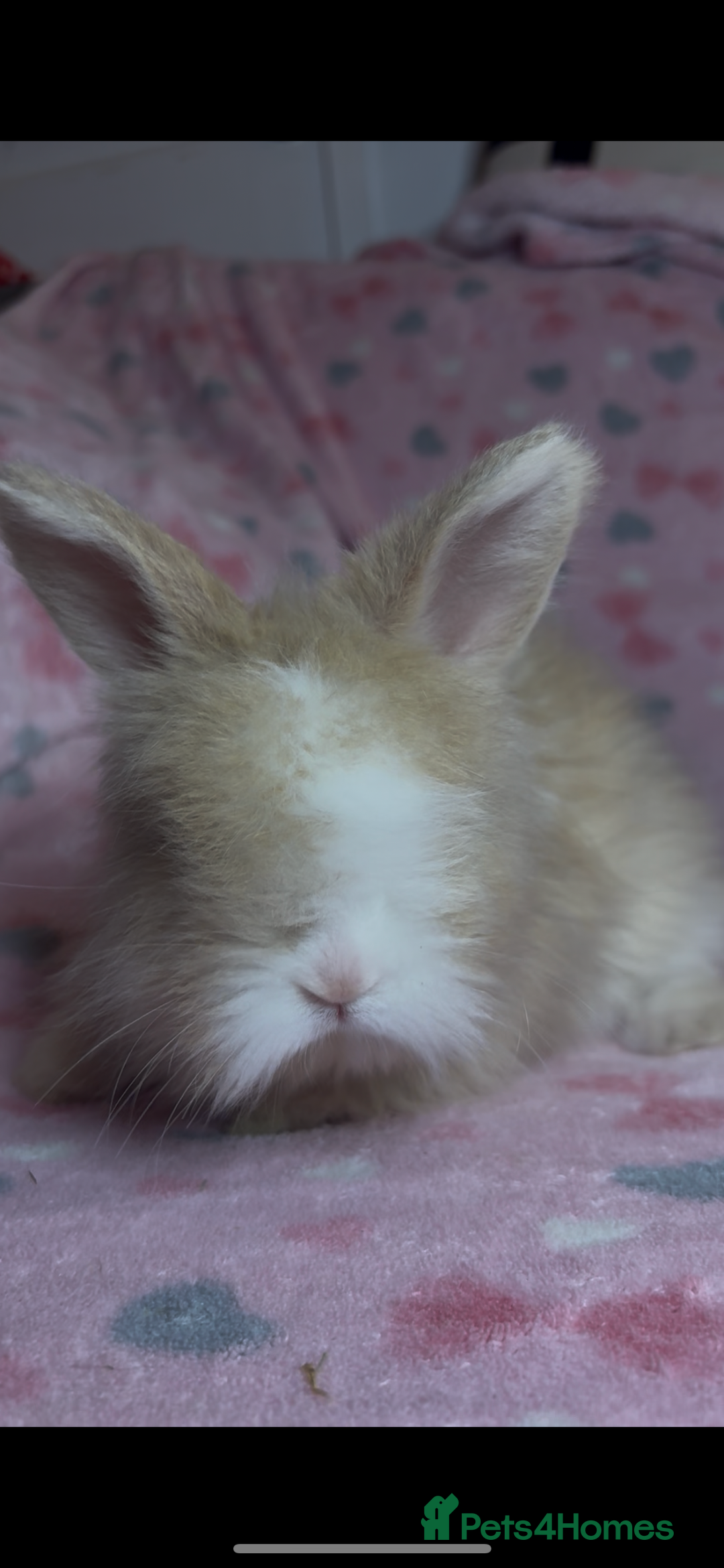 Angora rabbits for sale: Gorgeous fluffy little angora baby bunnies - Image 8