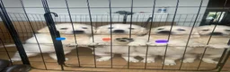 Golden Retriever dogs for sale: STUNNING SHOW LINE GOLDEN RETRIEVER PUPPIES - Advert 1