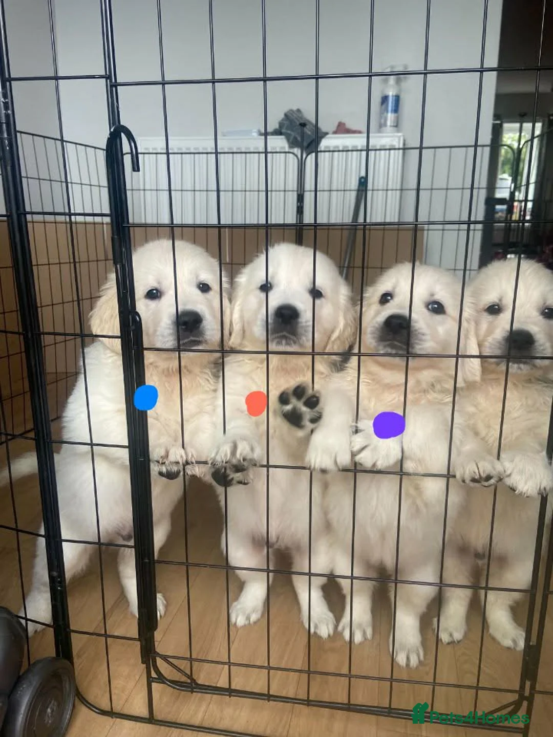 Golden Retriever dogs for sale: STUNNING SHOW LINE GOLDEN RETRIEVER PUPPIES - Advert 1