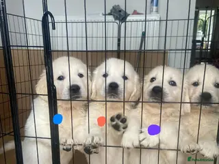 Golden Retriever dogs STUNNING KC REG SHOW LINE GOLDEN RETRIEVER PUPPIES - Advert 1