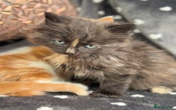 Ragdoll cats for sale: Beautiful Ragdoll cross kittens  - Image 18