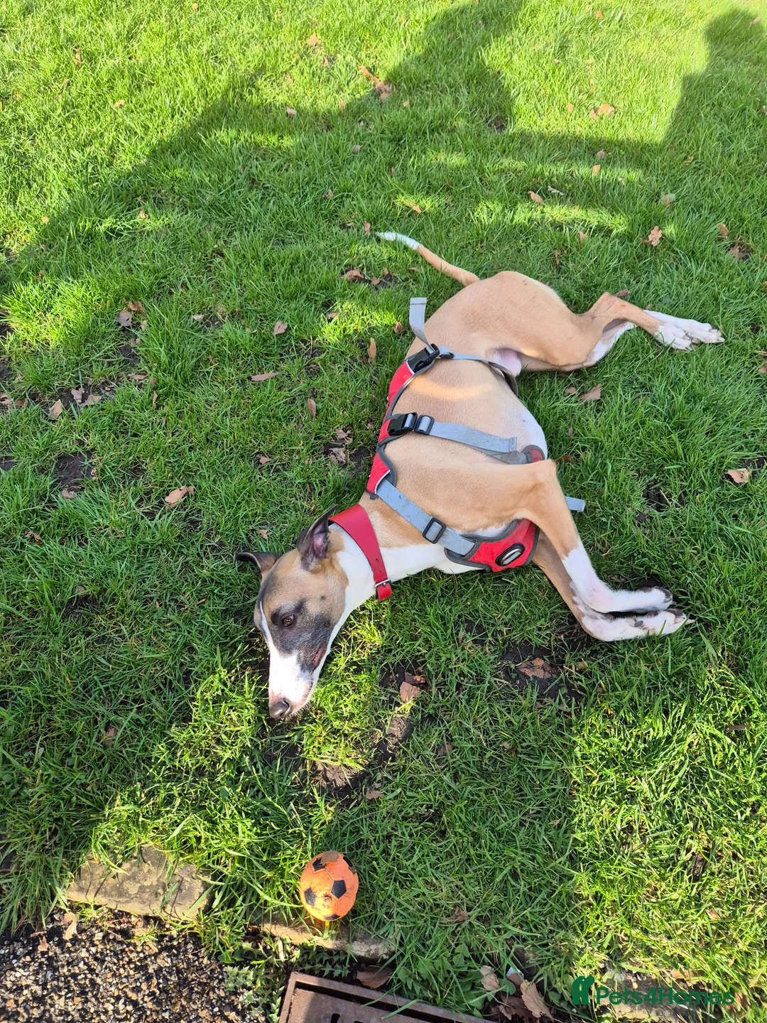 Whippet dogs for sale: Gorgeous whippet needs new home - Advert 11