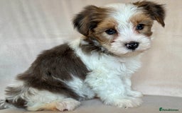 Yorkshire Terrier dogs for sale: Blue Merle Yorkshire terrier Girls (parent tested) - Image 5