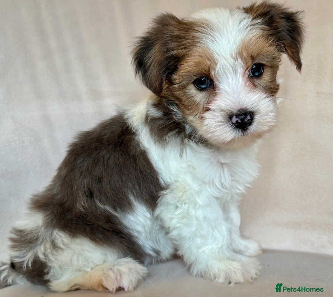 Yorkshire Terrier dogs for sale: Blue Merle Yorkshire terrier Girls (parent tested) - Image 5