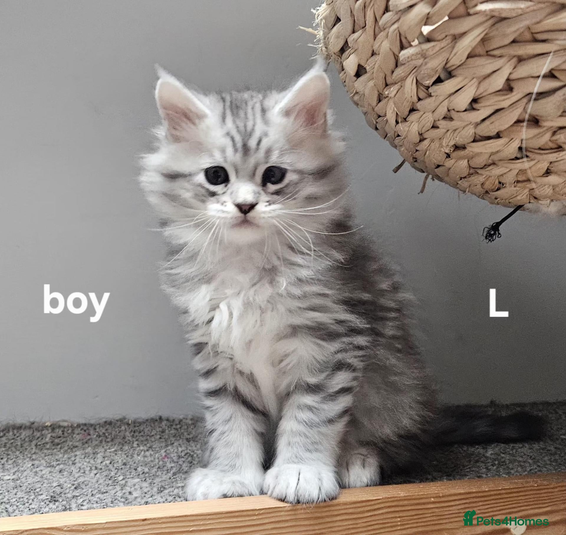 Maine Coon cats for sale: Large Maine Coon kittens regd European bloodline - Advert 6