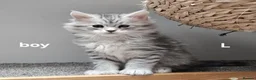 Maine Coon cats for sale: Large Maine Coon kittens regd European bloodline - Advert 9