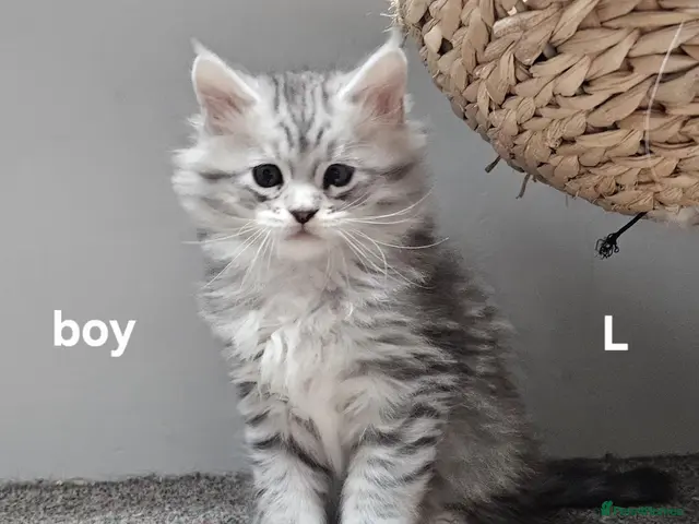 Maine Coon cats for sale: Large Maine Coon kittens regd European bloodline - Advert 13
