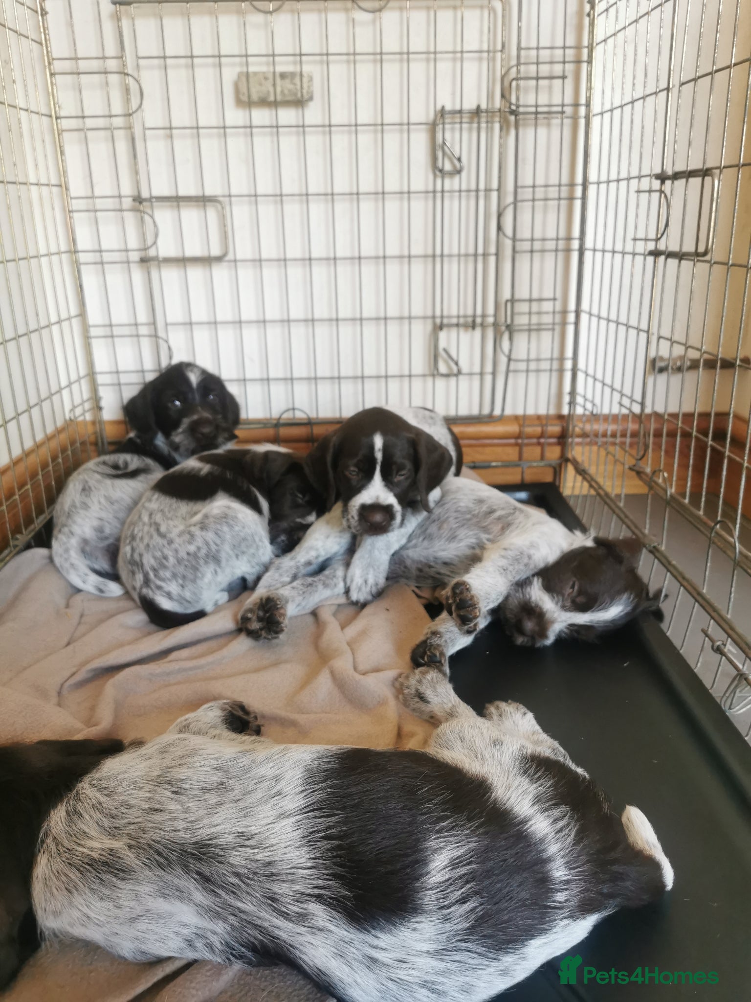 German Wirehaired Pointer dogs 4 x beautiful german wirehaired pointers  - Advert 8