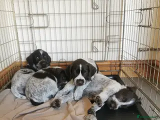 German Wirehaired Pointer dogs 4 x beautiful german wirehaired pointers - Advert 8