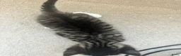 Domestic Shorthair cats for sale: Pretty nice kittens to rehome  - Advert 13