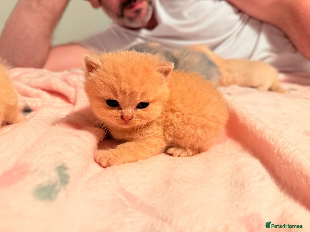 British Shorthair cats for sale: Beautiful British Shorthair Kittens-Rare colours - Advert 2
