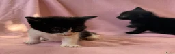 Mixed Breed cats for sale: Beautiful kittens  - Advert 4