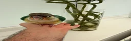 Conures birds for sale: Ready Now: Hand-Reared Baby Conures - Advert 15