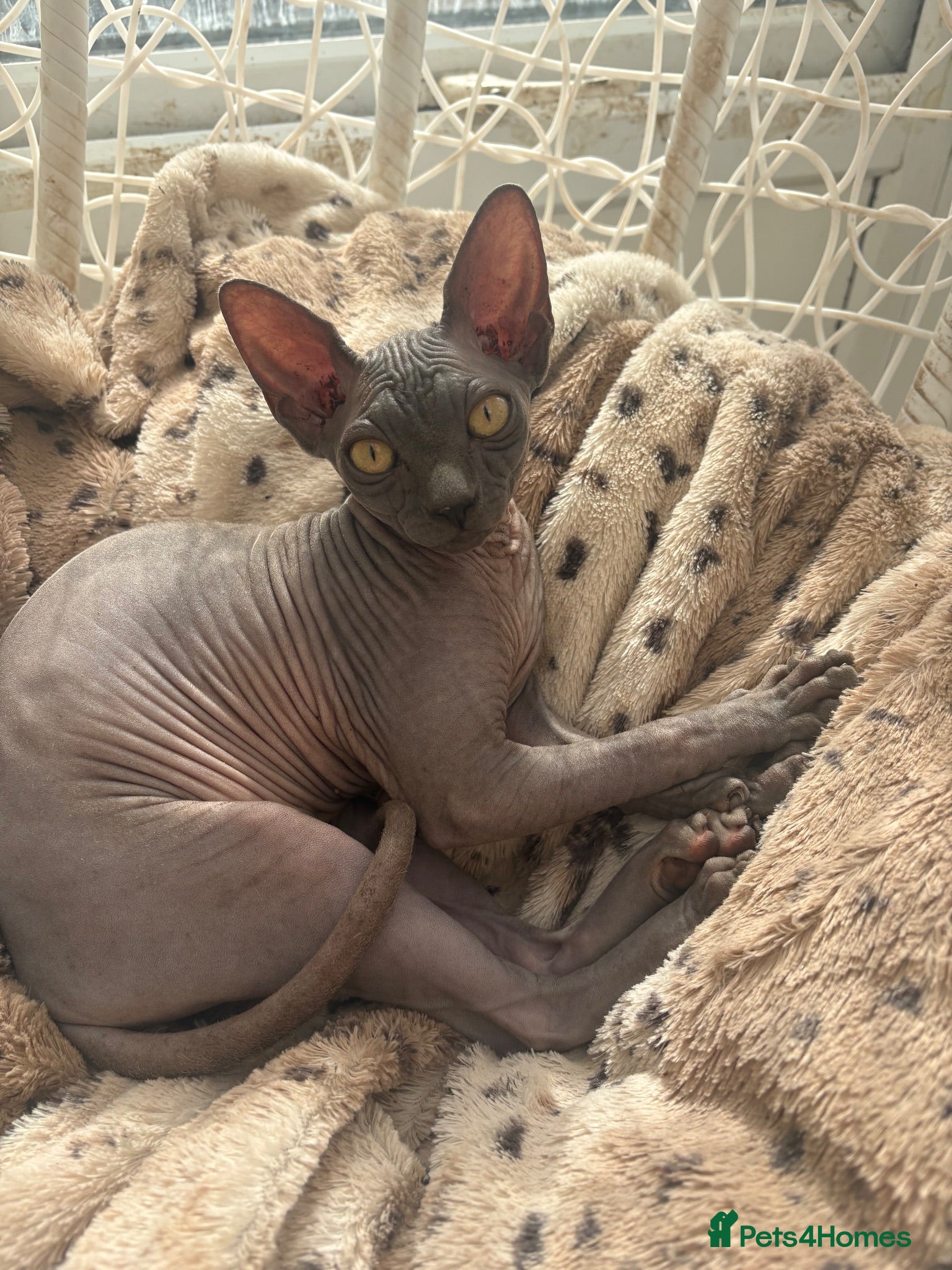 Sphynx cats 17 week old Sphynx  - Advert 2