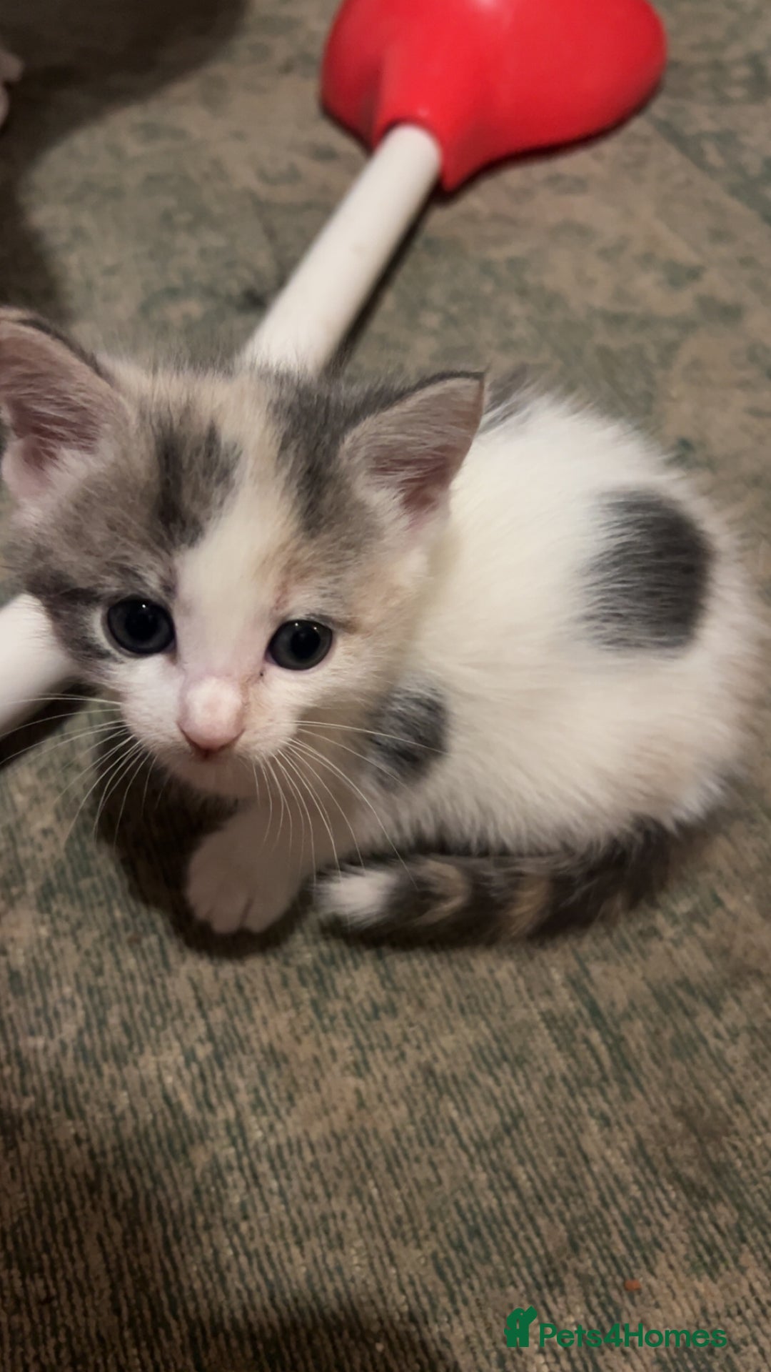 British Shorthair cats for sale: 4 kittens for sale: 3 girls 1 boy mixed coats  - Image 19