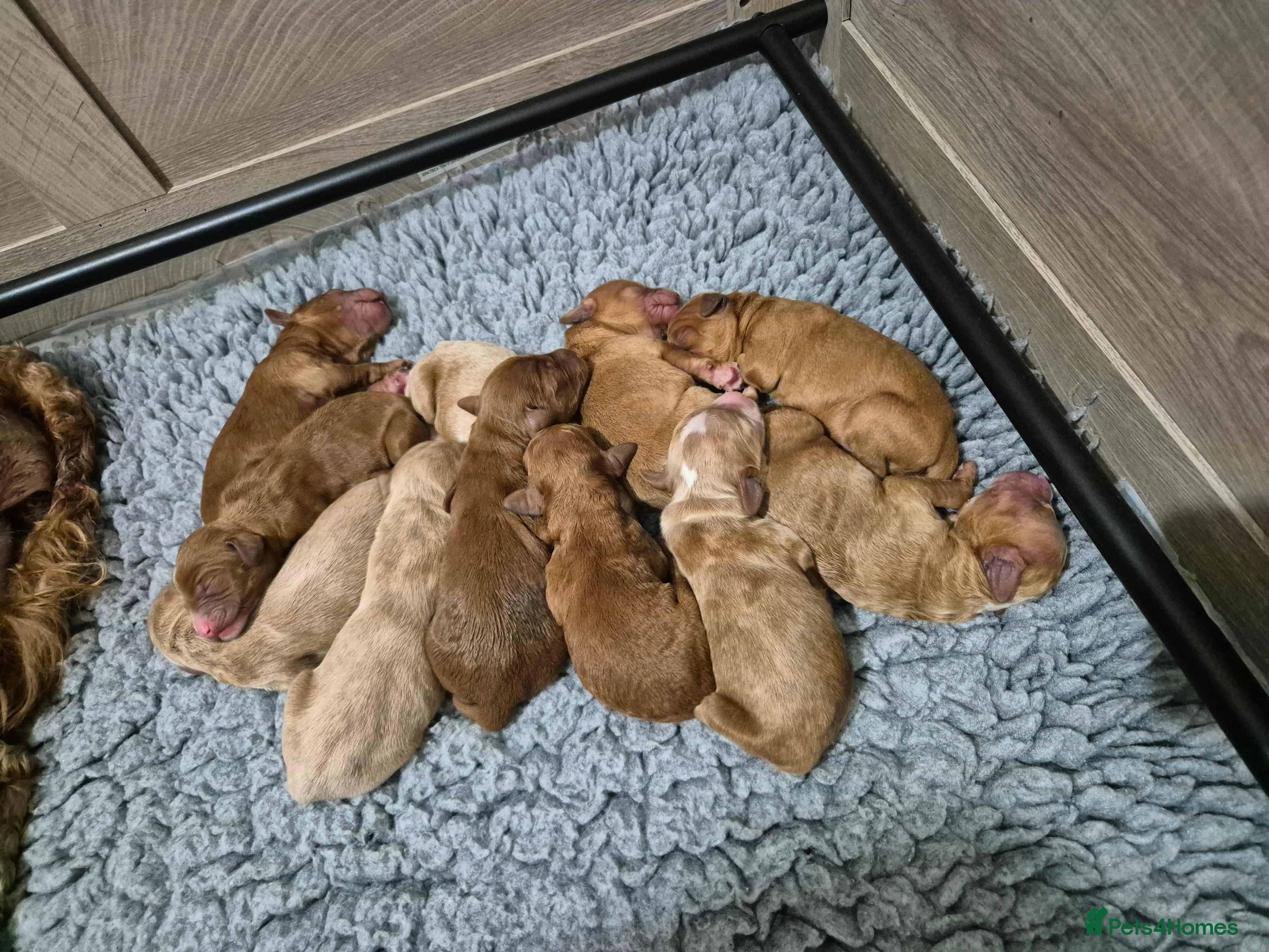 Australian Labradoodle dogs Boys available  - Advert 1