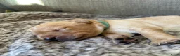 Labrador Retriever dogs for sale: Kc working Labradors  - Advert 31